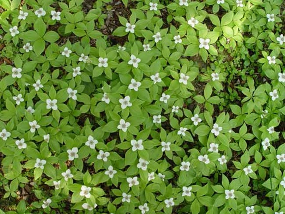 0505_canadian_dogwood_02 0505_canadian_dogwood_02