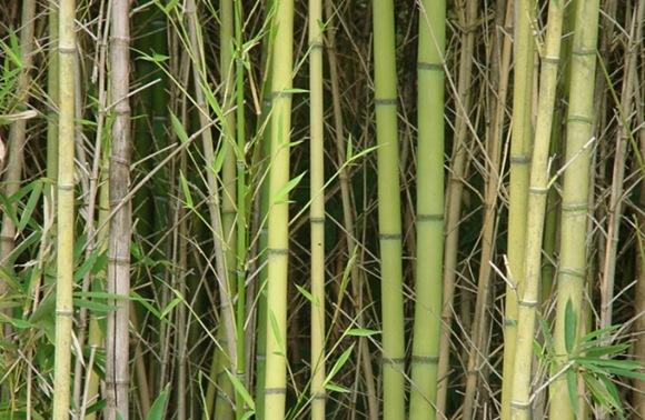 bamboo_thicket bamboo_thicket