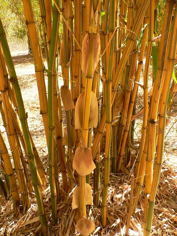bamboo-in-the-sun_resize