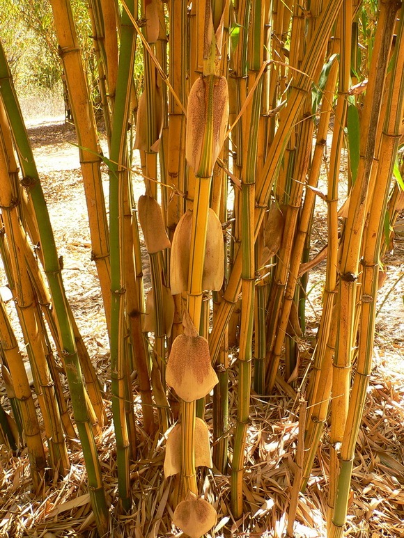 bamboo-in-the-sun_resize bamboo-in-the-sun_resize