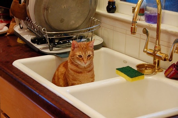 cat in sink 1