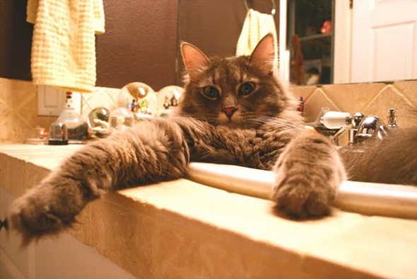 cat in sink 4