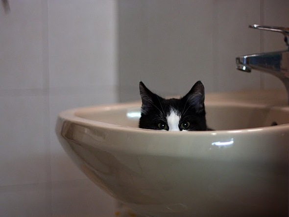 cat in sink 5