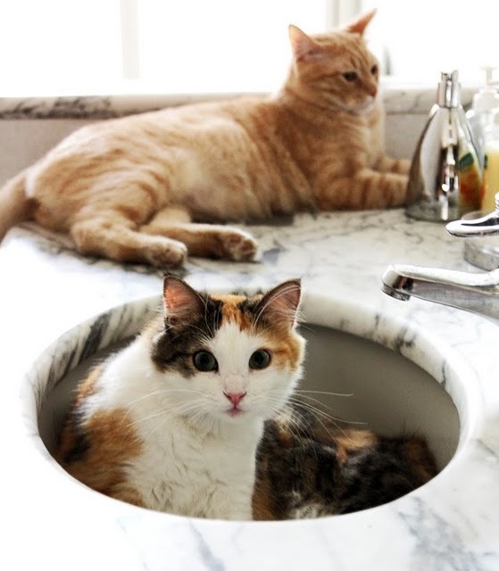 cat in sink 6