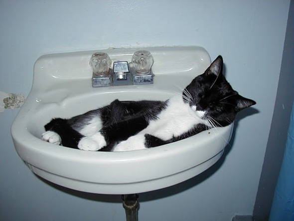 cat in sink 10