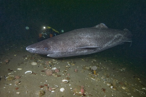 Greenland Shark