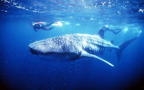 WhaleShark