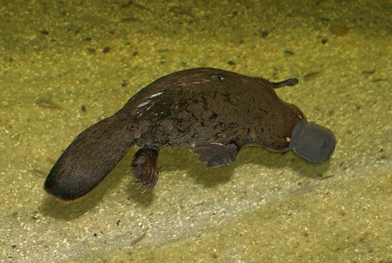 550Platypus