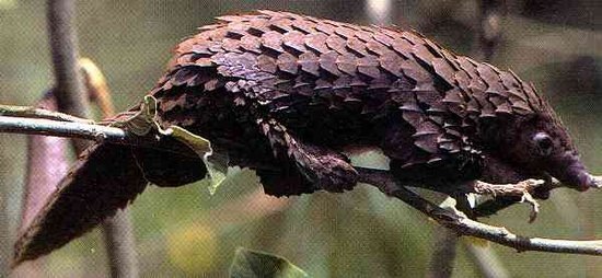 550_pangolin