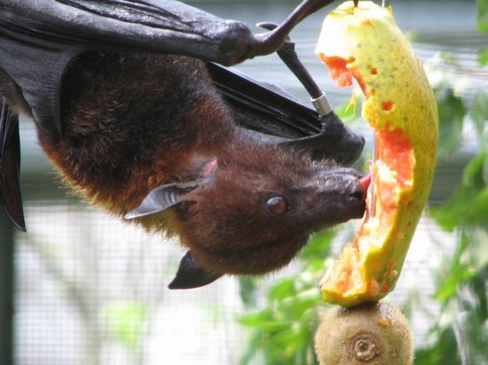 550fruitbat 550fruitbat