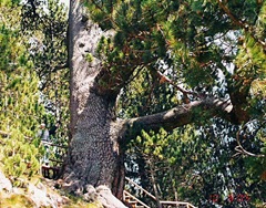 Baykusheva