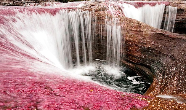 [Rio-Cano-Cristales[3].jpg]