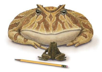 [biggest-frog-picture[8].jpg]