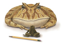 biggest-frog-picture