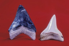 Fossil Megatooth Shark (Carcharodon megalodon) and modern Great White Shark teeth