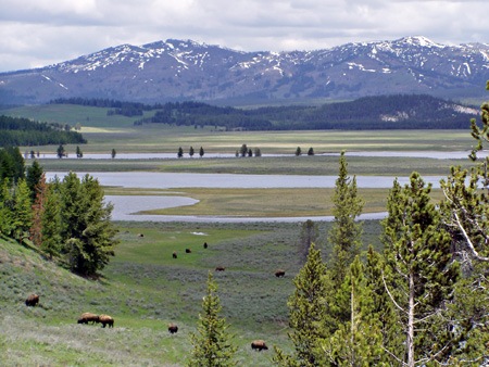 [bisonyellowstonevalley2003[3].jpg]