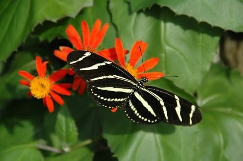 [Peggy-Notebaert-Nature-Museum-01[4].jpg]