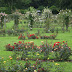 "Ardgillan Castle" - Rose Garden