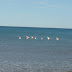 DSC04483.JPG