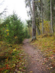 Pokaiņu migla
