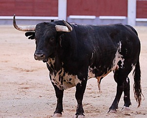 Toros