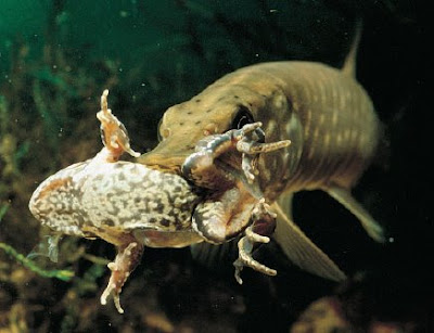 Foto del Luccio