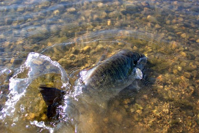 Catch and release Catch and release