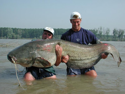 Specie alloctona: il gigante siluro