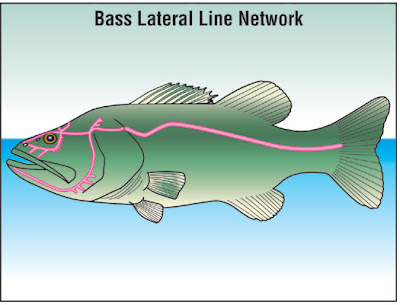 La linea laterale del black bass La linea laterale del black bass
