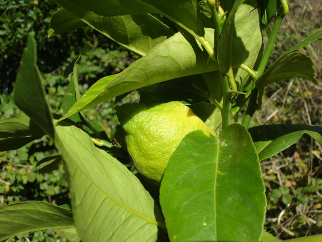 [1st lemon ripening_1_1[4].jpg]