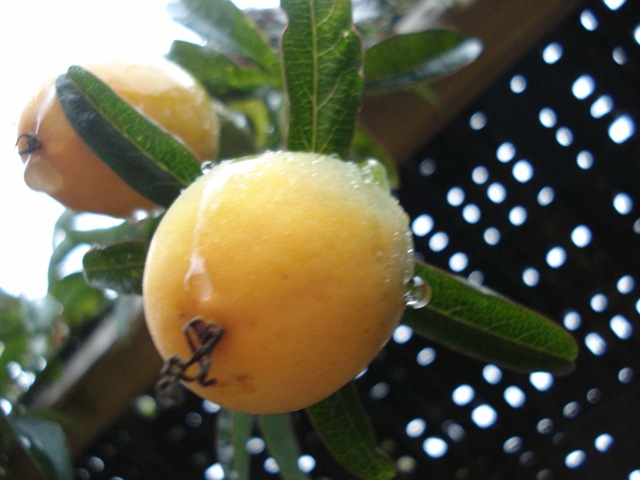 [passion fruit in rain_1_1_1[2].jpg]