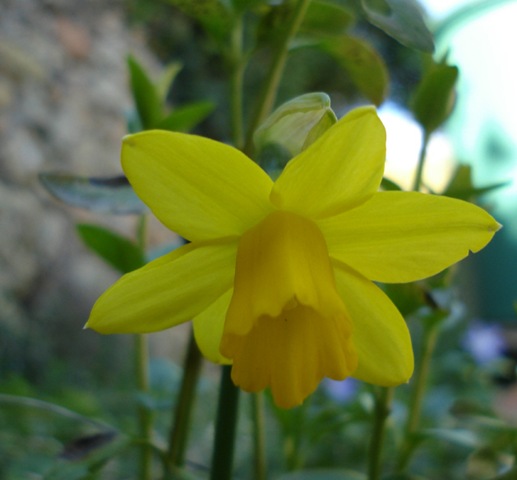 [first daffodil_1_2_1[3].jpg]