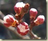 apricot blossom bud_2