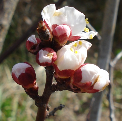 [apricot blossom bud 3_1[9].jpg]
