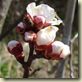 apricot blossom bud 3_1