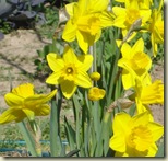 daffodils2_1