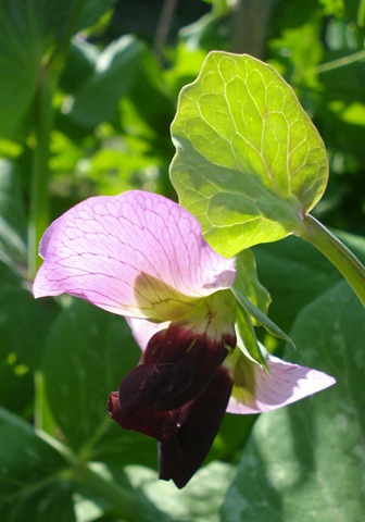 [mangetout flower2_1_1[3].jpg]