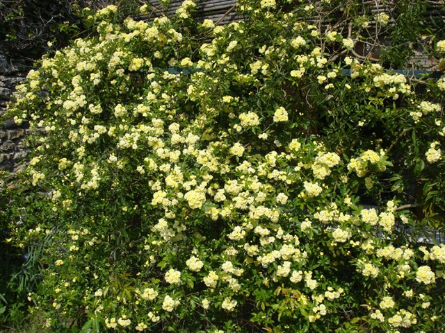 [rose banksieae_1_1_1[3].jpg]
