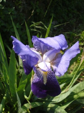 [iris3_1_1[3].jpg]