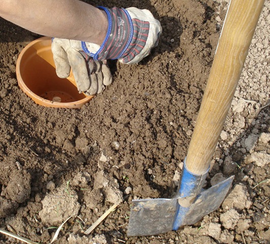 [beans + terracotta pots 2_1_1[3].jpg]