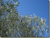 olive leaves_1_1