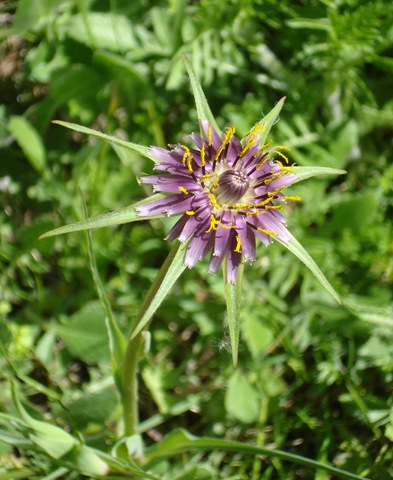 [salsify - Tragopogon porrifolius_1_1[4].jpg]