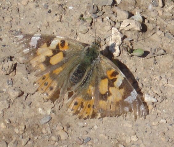 [moth crop_1[3].jpg]
