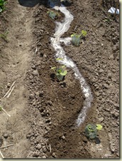 courgette watering_1_1_1