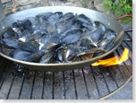 mussels2_1_1