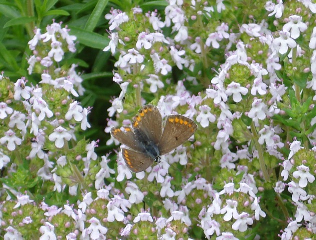 [thyme + small butterfly_1[3].jpg]