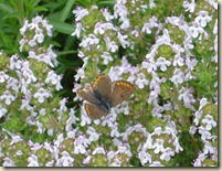 thyme   small butterfly_1