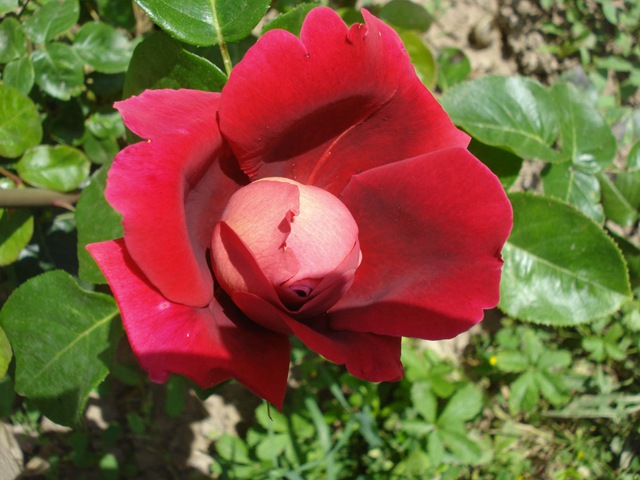 [rose - red_1_1[3].jpg]