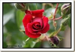 Rose 2 Rose 2