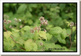 Framboise Framboise
